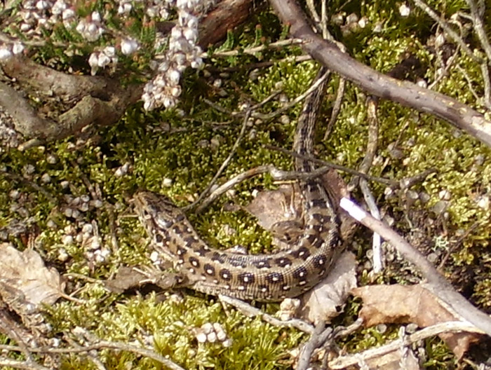 A female Sand lizard © Richard Barnes